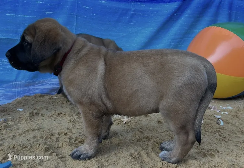Coral “red” – English Mastiff puppy for sale in Forked River, NJ
