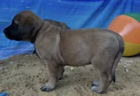 Coral “red”, a female English Mastiff for sale in Forked River, NJ – 1 of 9