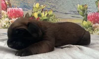 Pearl “purple”, a female English Mastiff for sale in Forked River, NJ – 3 of 3