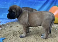 Coral “red”, a female English Mastiff for sale in Forked River, NJ – 4 of 9