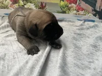 Storm “grey”, a male English Mastiff for sale in Forked River, NJ – 4 of 5