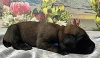 Cove “blue”, a male English Mastiff for sale in Forked River, NJ – 3 of 5