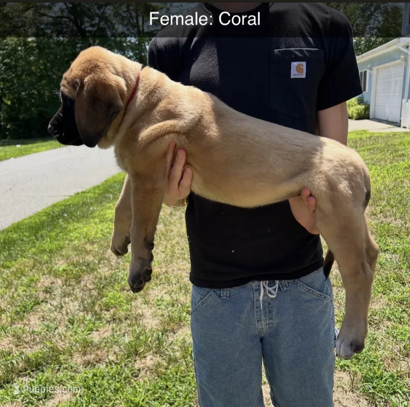 Coral “red” – English Mastiff puppy for sale in Forked River, NJ