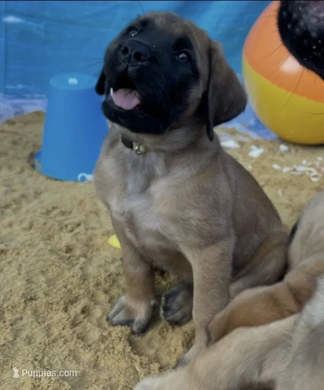 Shelly “yellow”  – English Mastiff puppy for sale in Forked River, NJ