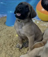 Shelly “yellow” , a female English Mastiff for sale in Forked River, NJ – 1 of 9