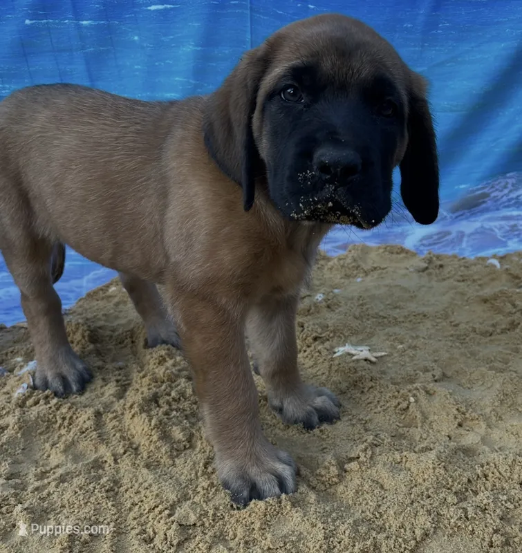 Pearl  – English Mastiff puppy for sale in Forked River, NJ