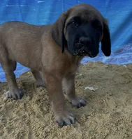 Pearl , a female English Mastiff for sale in Forked River, NJ – 1 of 10