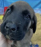 Pearl , a female English Mastiff for sale in Forked River, NJ – 4 of 10