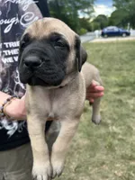 Storm “grey” SOLD, a male English Mastiff for sale in Forked River, NJ – 2 of 9