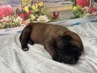 Neptune “black”, a male English Mastiff for sale in Forked River, NJ – 6 of 6