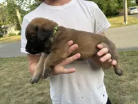 Bay “green”, a female English Mastiff for sale in Forked River, NJ – 9 of 10