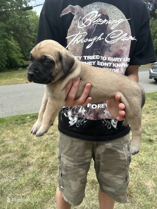 Storm “grey” – English Mastiff puppy for sale in Forked River, NJ