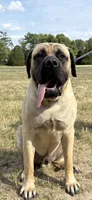 Storm “grey” SOLD, a male English Mastiff for sale in Forked River, NJ – 9 of 9