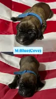 Cove “blue”, a male English Mastiff for sale in Forked River, NJ – 2 of 5