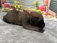 Coral “red”, a female English Mastiff for sale in Forked River, NJ – 4 of 5