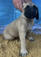Atlas , a male English Mastiff for sale in Forked River, NJ – 2 of 7