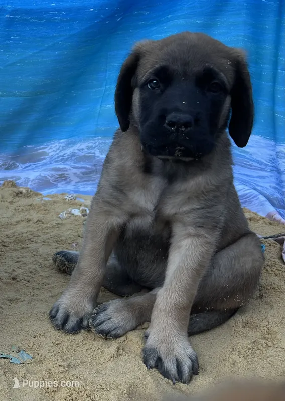 Bay “green” – English Mastiff puppy for sale in Forked River, NJ