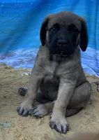 Bay “green”, a female English Mastiff for sale in Forked River, NJ – 1 of 10