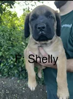 Shelly “yellow” , a female English Mastiff for sale in Forked River, NJ – 4 of 9