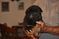 stormy, a male German Shepherd Dog for sale in Simpson, IL – 2 of 3