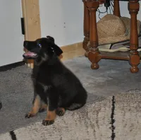 morgan, a female German Shepherd Dog for sale in Simpson, IL – 7 of 7