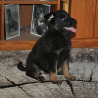 morgan, a female German Shepherd Dog for sale in Simpson, IL – 2 of 7