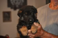 corry, a male German Shepherd Dog for sale in Simpson, IL – 2 of 2