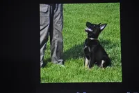 patti, a female German Shepherd Dog for sale in Simpson, IL – 2 of 6