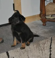 morgan, a female German Shepherd Dog for sale in Simpson, IL – 6 of 7