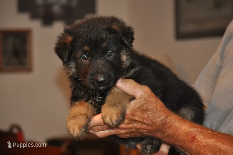 corry – German Shepherd Dog puppy for sale in Simpson, IL