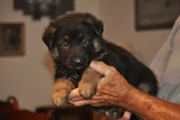 corry, a male German Shepherd Dog for sale in Simpson, IL – 1 of 2