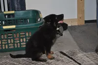 morgan, a female German Shepherd Dog for sale in Simpson, IL – 5 of 7
