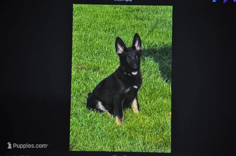 patti – German Shepherd Dog puppy for sale in Simpson, IL