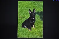patti, a female German Shepherd Dog for sale in Simpson, IL – 1 of 6