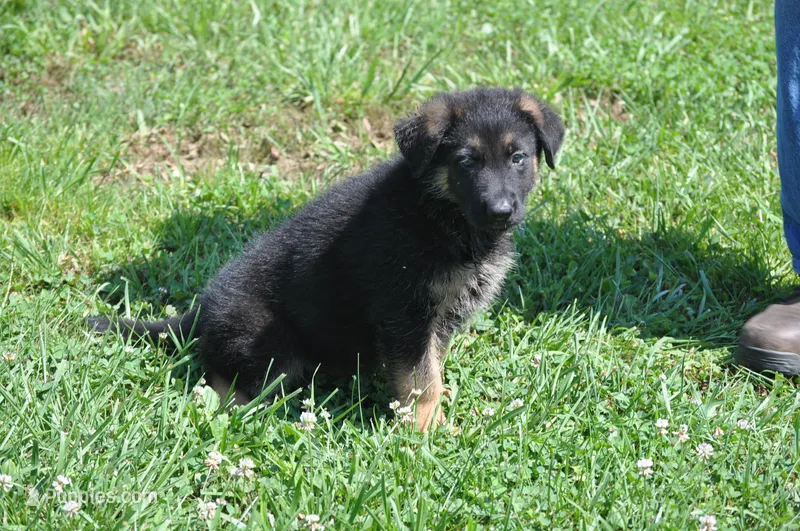 corry – German Shepherd Dog puppy for sale in Simpson, IL