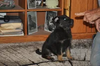 morgan, a female German Shepherd Dog for sale in Simpson, IL – 3 of 7