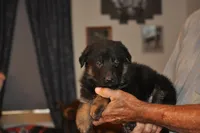 stormy, a male German Shepherd Dog for sale in Simpson, IL – 3 of 3
