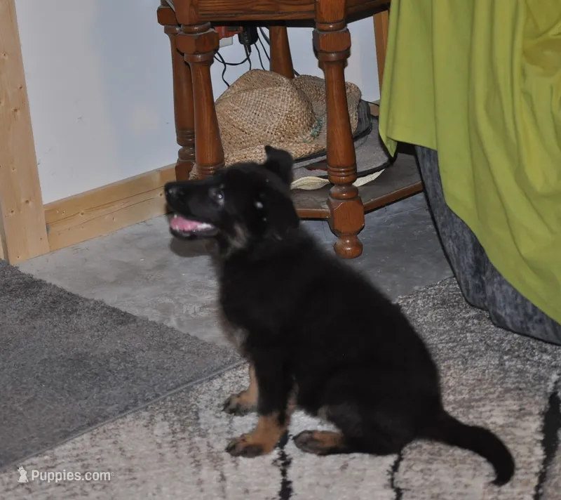 morgan – German Shepherd Dog puppy for sale in Simpson, IL