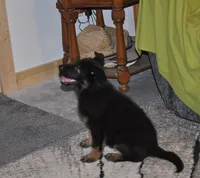 morgan, a female German Shepherd Dog for sale in Simpson, IL – 1 of 7