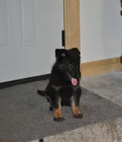 morgan, a female German Shepherd Dog for sale in Simpson, IL – 4 of 7