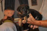 abbit, a male German Shepherd Dog for sale in Simpson, IL – 1 of 2