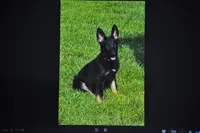 patti, a female German Shepherd Dog for sale in Simpson, IL – 5 of 6