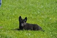 patti, a female German Shepherd Dog for sale in Simpson, IL – 3 of 5