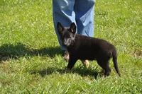 patti, a female German Shepherd Dog for sale in Simpson, IL – 2 of 5
