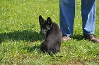 patti, a female German Shepherd Dog for sale in Simpson, IL – 4 of 5