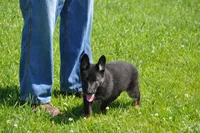 patti, a female German Shepherd Dog for sale in Simpson, IL – 5 of 5