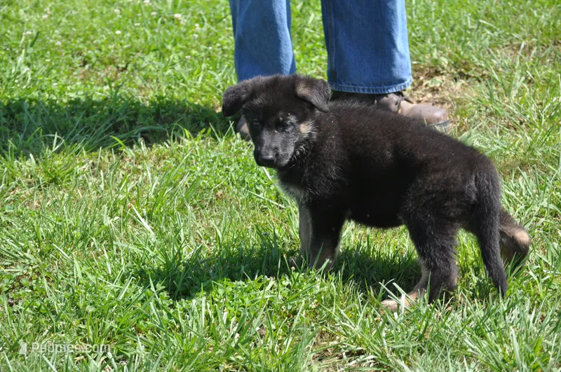 stormy – German Shepherd Dog puppy for sale in Simpson, IL