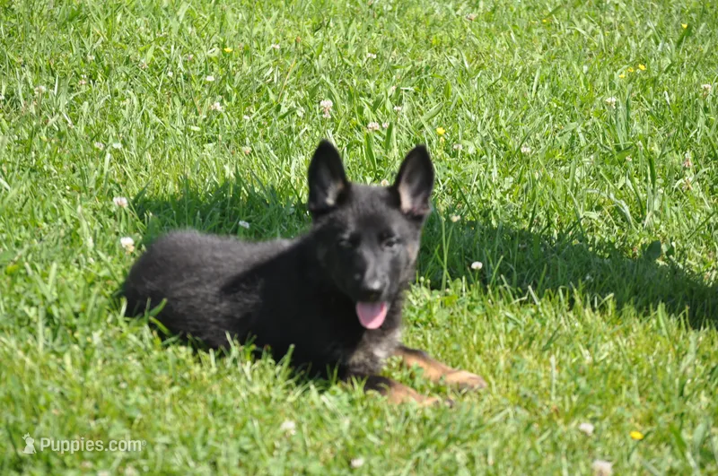 patti – German Shepherd Dog puppy for sale in Simpson, IL