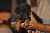 abbit, a male German Shepherd Dog for sale in Simpson, IL – 2 of 2