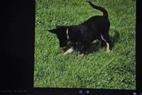patti, a female German Shepherd Dog for sale in Simpson, IL – 3 of 6